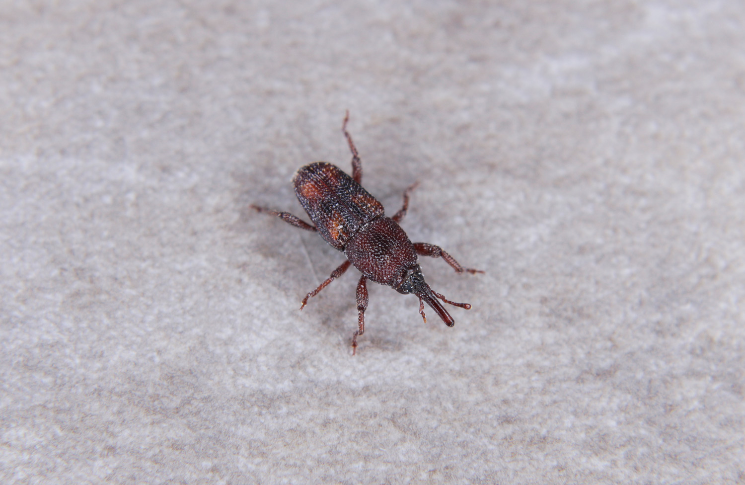 Dryophthoridae: Sitophilus da ID